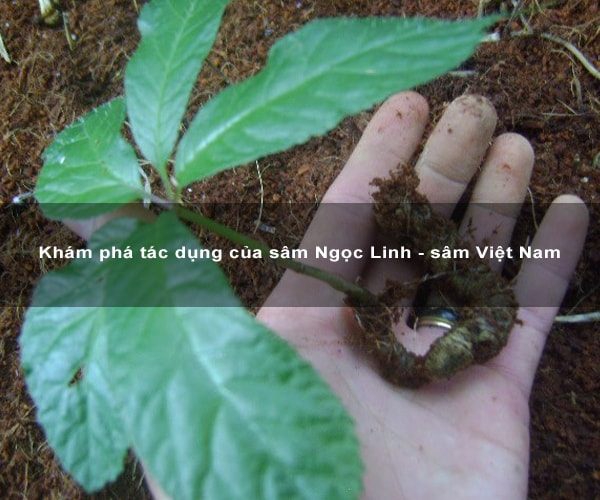 Liệt kê các công dụng của Sâm Ngọc Linh