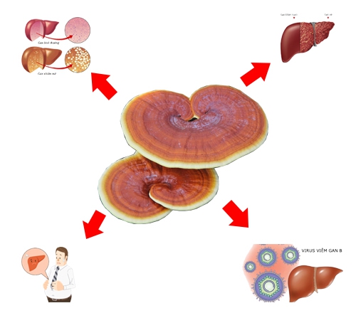 Nấm lim xanh chữa bệnh men gan cao có hiệu quả hay không?