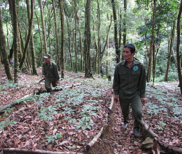 Quy hoạch và bảo tồn loài sâm quý tại Kon Tum